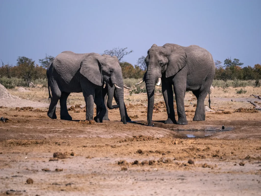Elephants in Savuti, Chobe National Park, Botswana