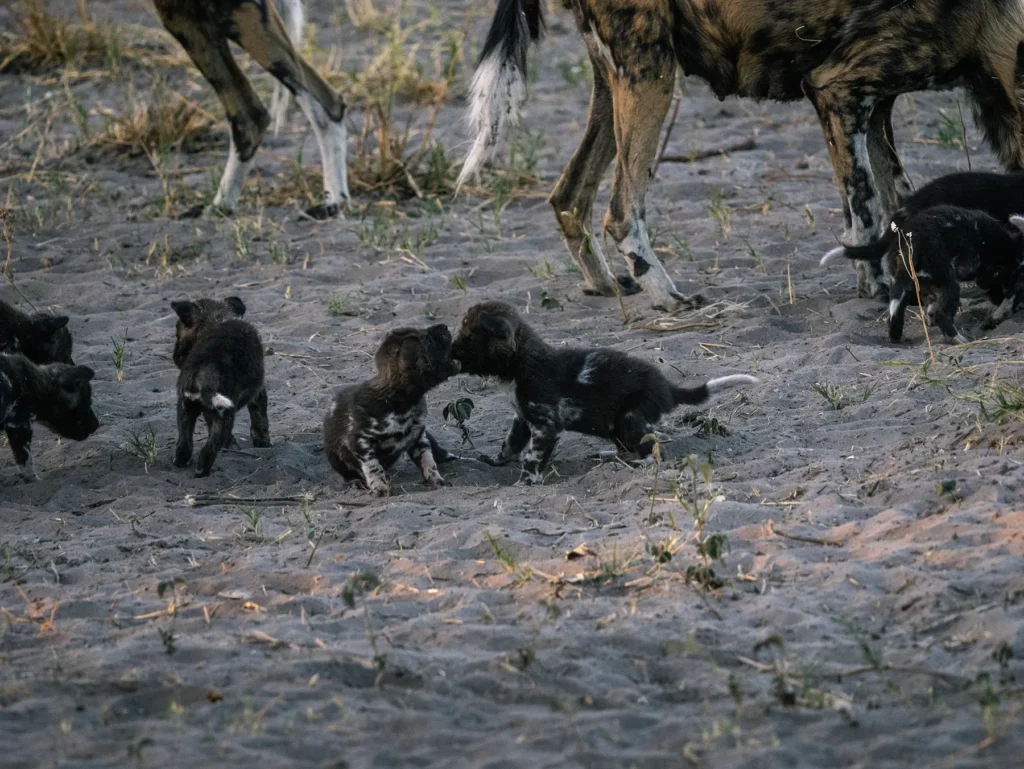 Wild dog pups n Savuti, Chobe National Park, Botswana