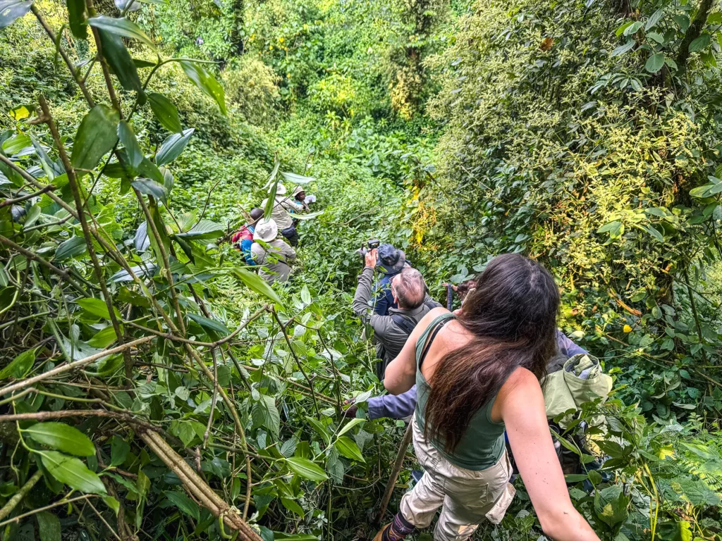 Ella McKendrick tracking gorillas at Bwindi Impenetrable Forest, Uganda