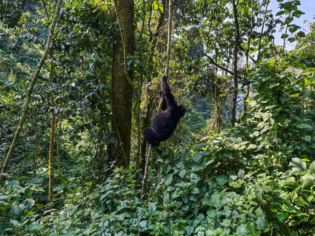 Gorilla in tree in Bwindi Impenetrable Forest, Uganda