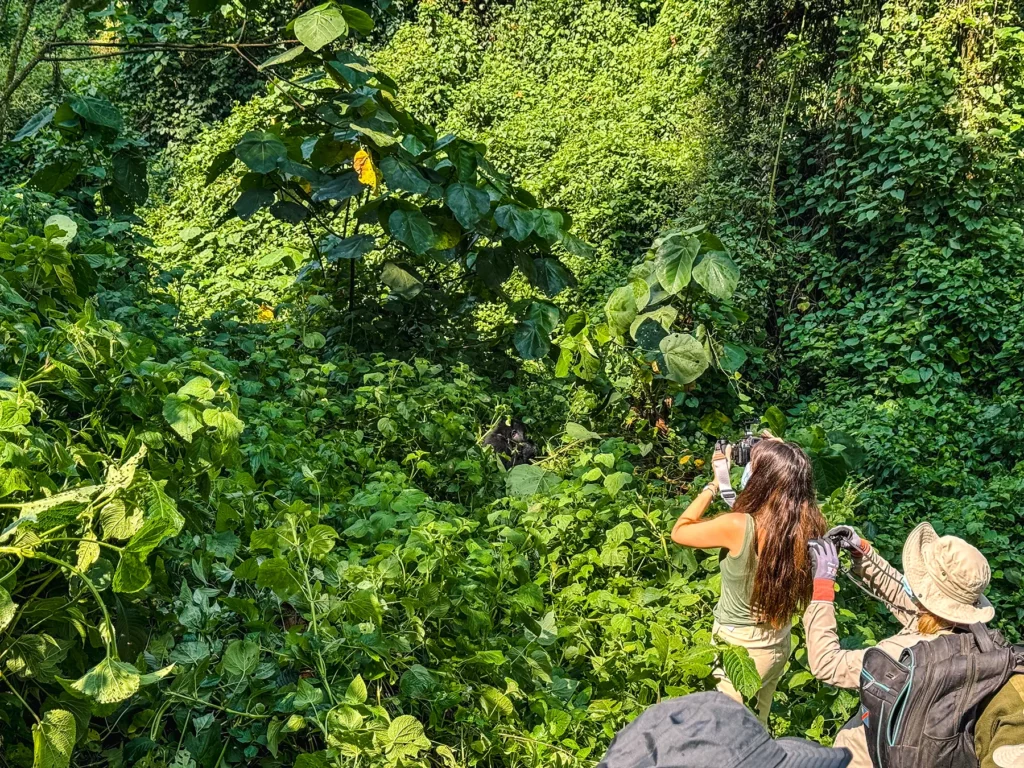 Ella McKendrick photographing a gorilla in Bwindi Impenetrable Forest