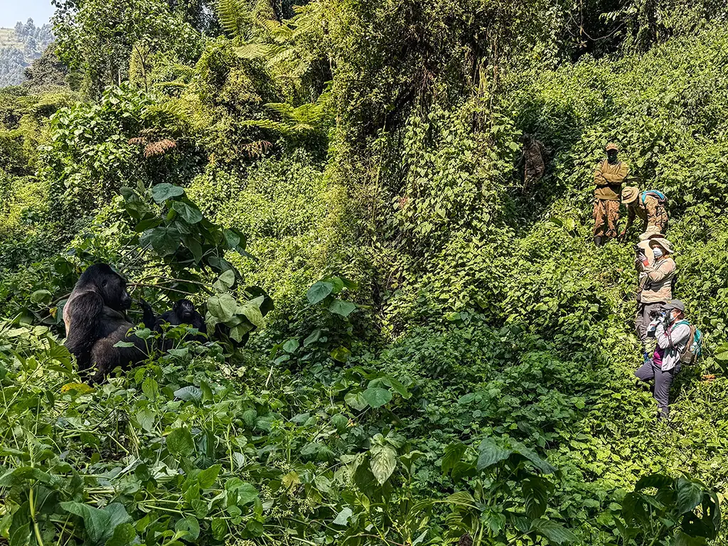 Photographing a male silverback gorilla in Bwindi Impenetrable Forest, Uganda