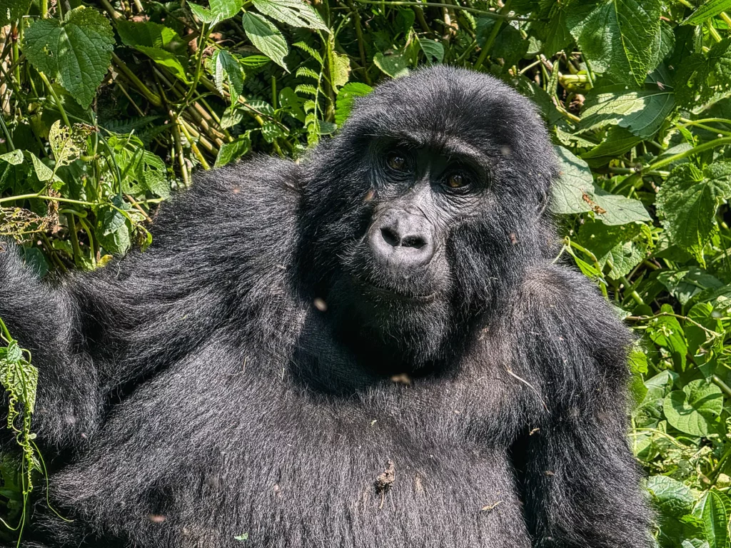 Gorilla in Bwindi Impenetrable Forest, Uganda