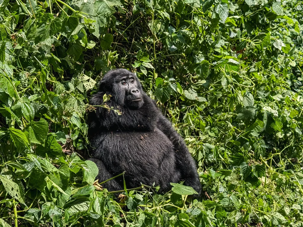 Female gorilla in tree in Bwindi Impenetrable Forest, Uganda