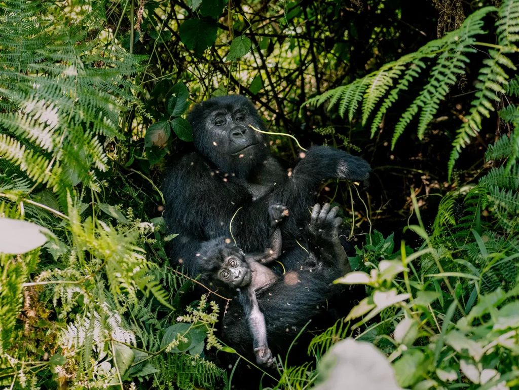 Mother and baby gorilla spotted when tracking in Bwindi Impenetrable Forest, Uganda