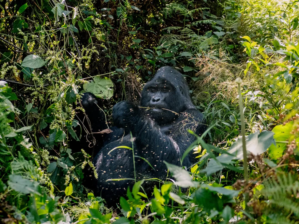 Male silverback gorilla in Bwindi Impenetrable Forest, Uganda