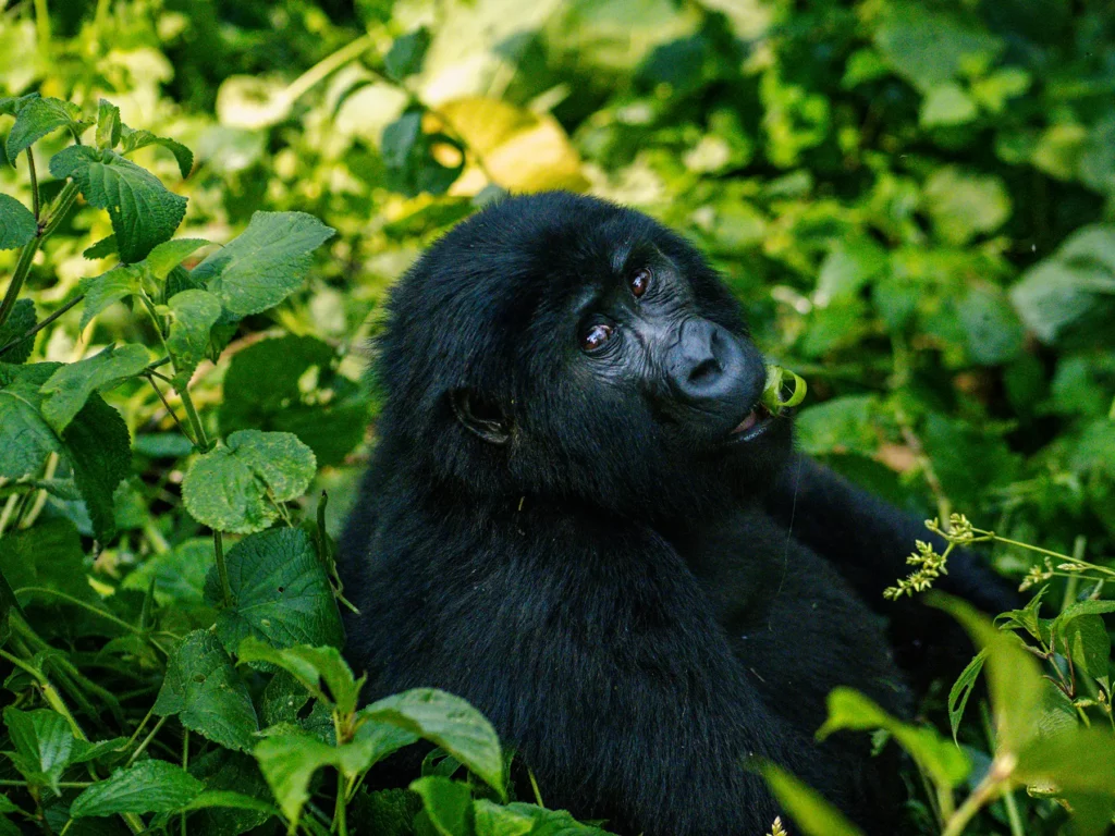 Female gorilla spotted when tracking in Bwindi Impenetrable Forest, Uganda