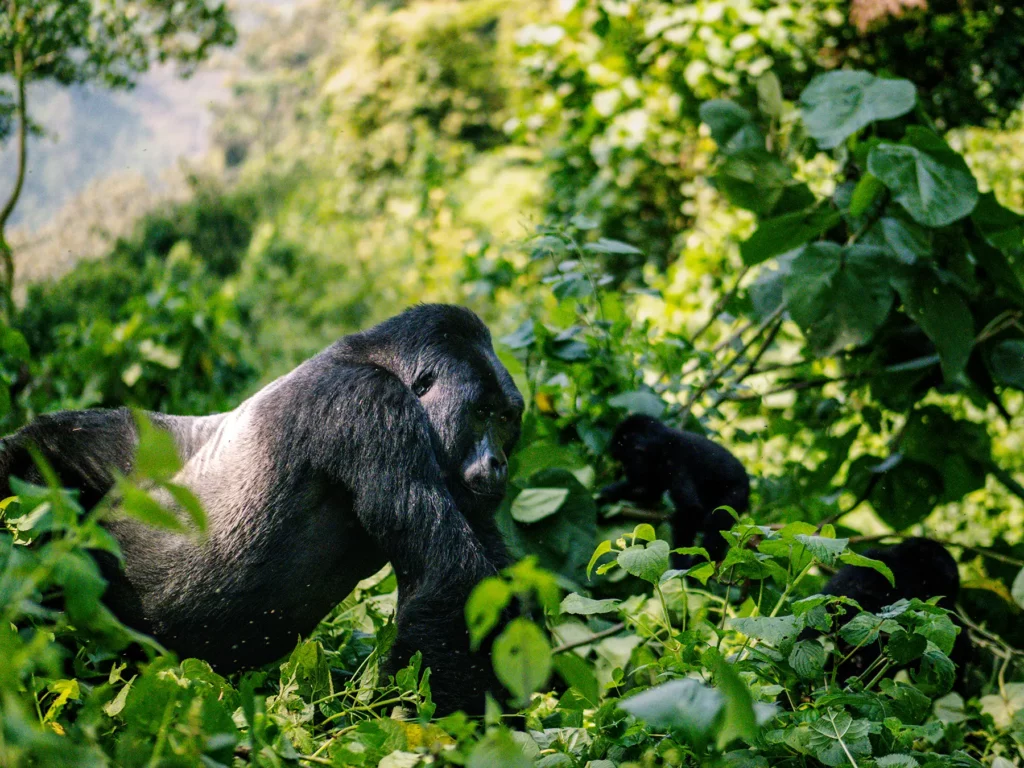 Silverback Gorilla with baby in background, spotted when tracking in Bwindi Impenetrable Forest, Uganda