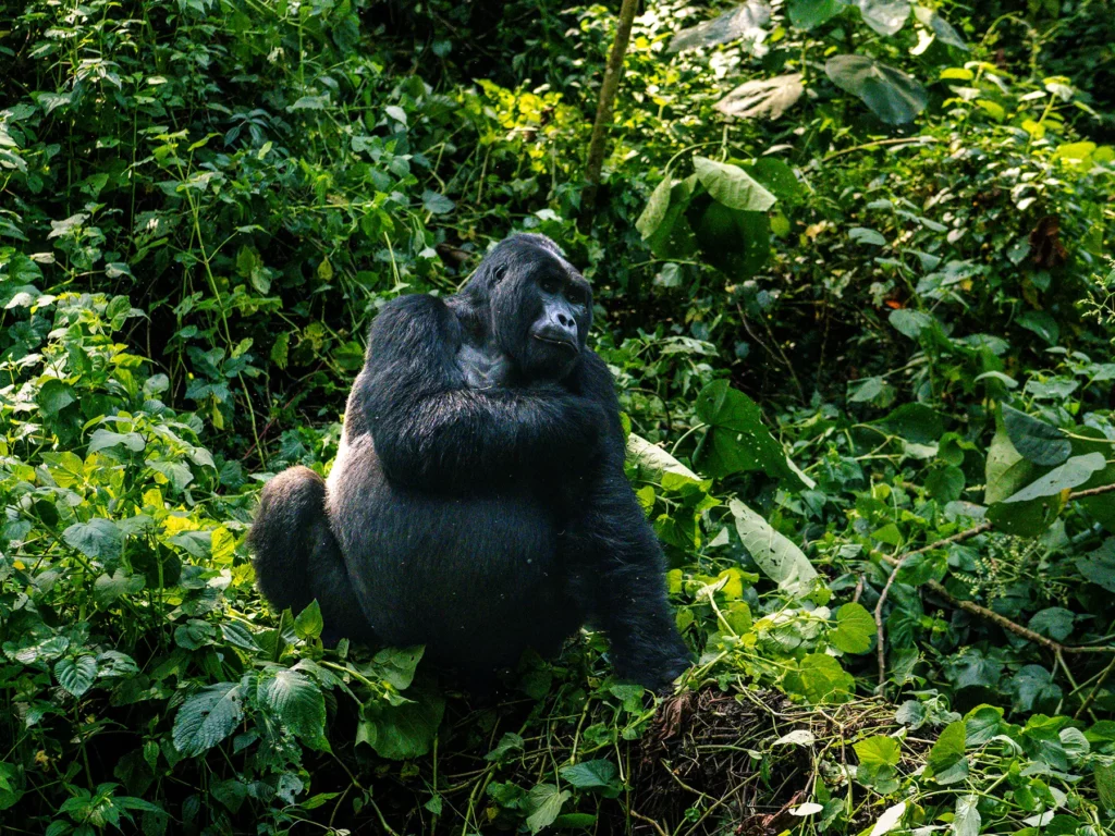 Male silverback gorilla in Bwindi Impenetrable Forest, Uganda