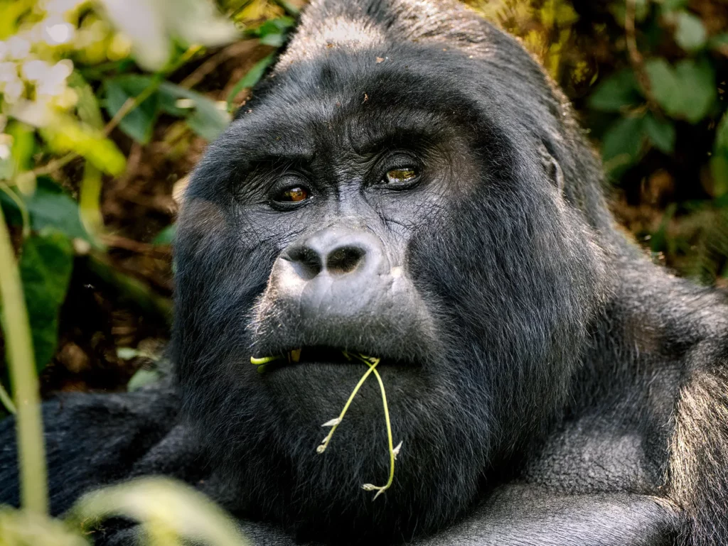 Male silverback gorilla in Bwindi Impenetrable Forest, Uganda