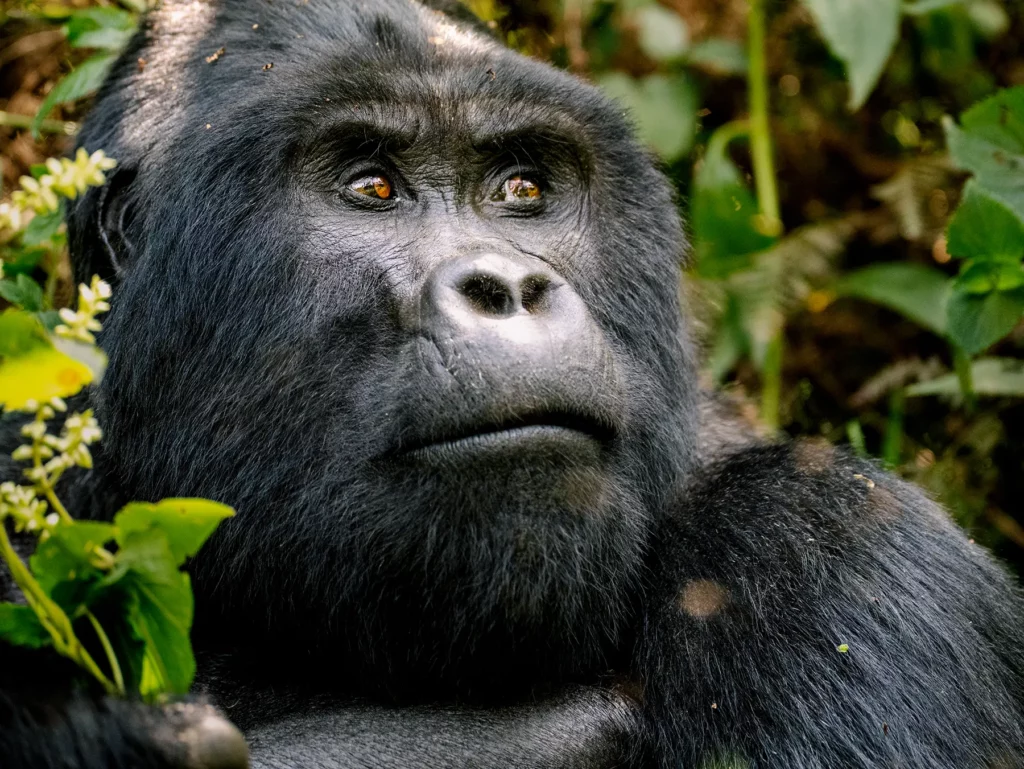 Silverback Gorilla spotted when tracking in Bwindi Impenetrable Forest, Uganda