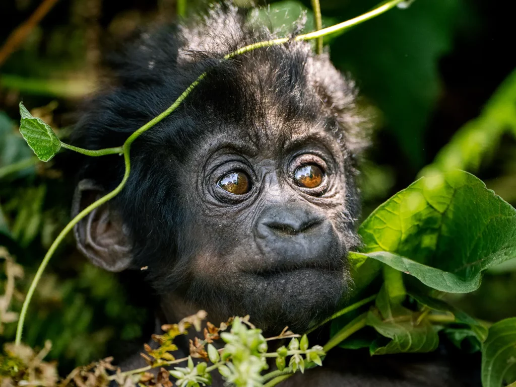 Baby gorilla in Bwindi Impenetrable Forest, Uganda