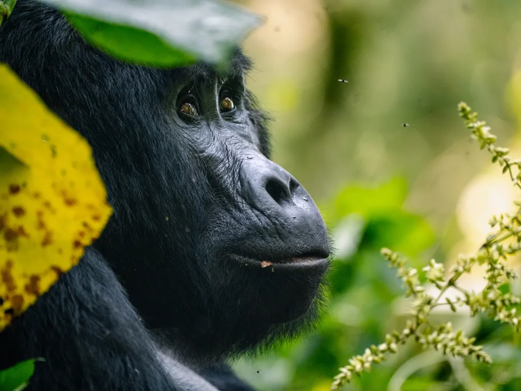 Female gorilla in tree in Bwindi Impenetrable Forest, Uganda