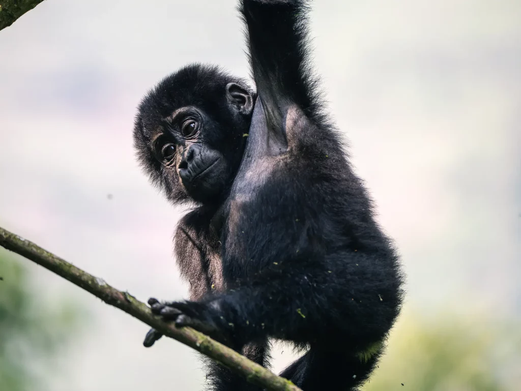 Baby gorilla in Bwindi Impenetrable Forest, Uganda