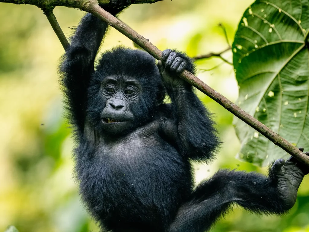 Baby gorilla spotted when tracking in Bwindi Impenetrable Forest, Uganda