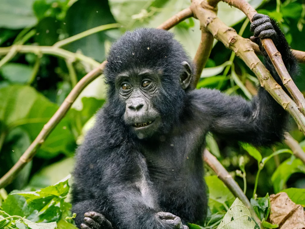 Young gorilla in Bwindi Impenetrable Forest, Uganda