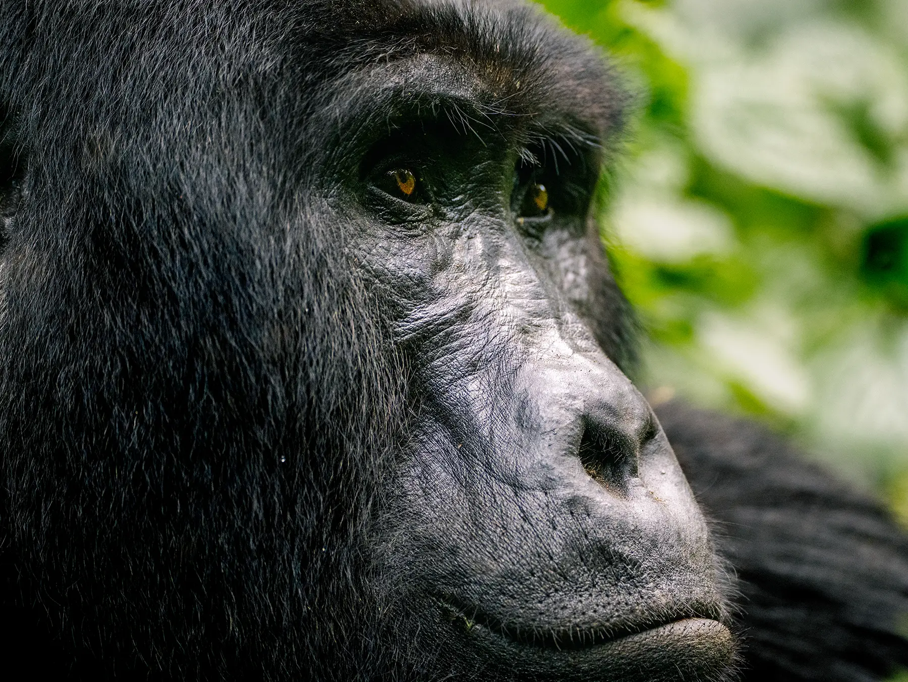 Silverback Gorilla spotted when tracking in Bwindi Impenetrable Forest, Uganda
