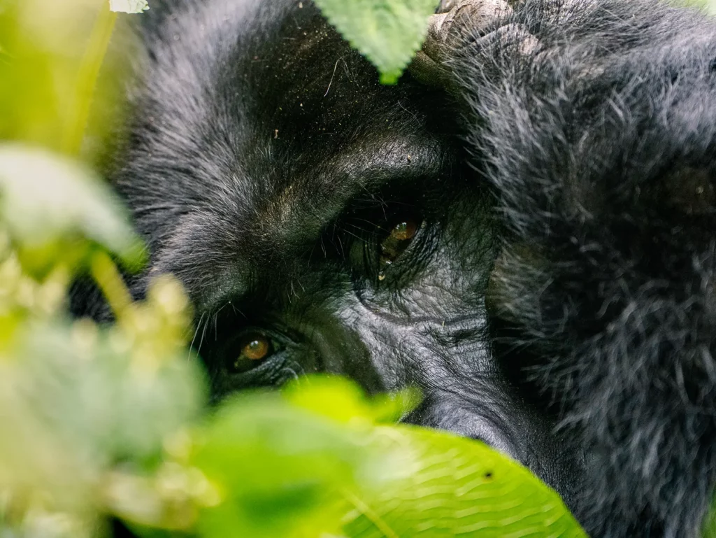Gorilla in Bwindi Impenetrable Forest, Uganda