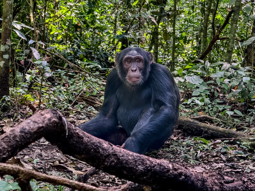 Chimpanzee in  Kibale Forest National Park, Uganda