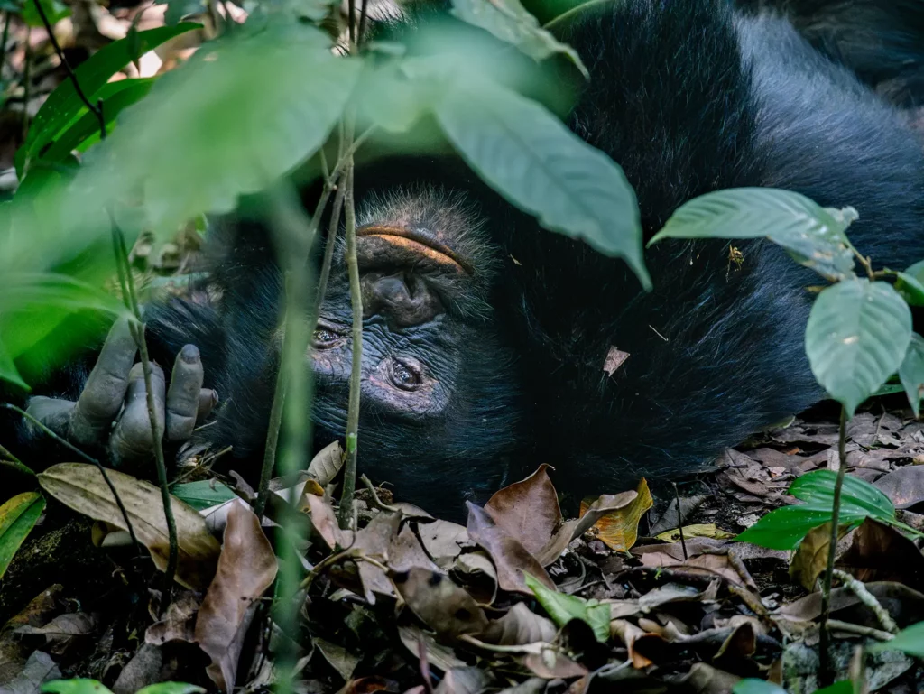 Chimpanzee in Kibale Forest National Park, Uganda