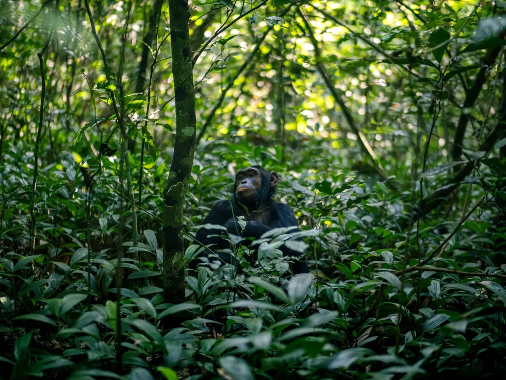 Chimpanzee in Kibale Forest National Park, Uganda