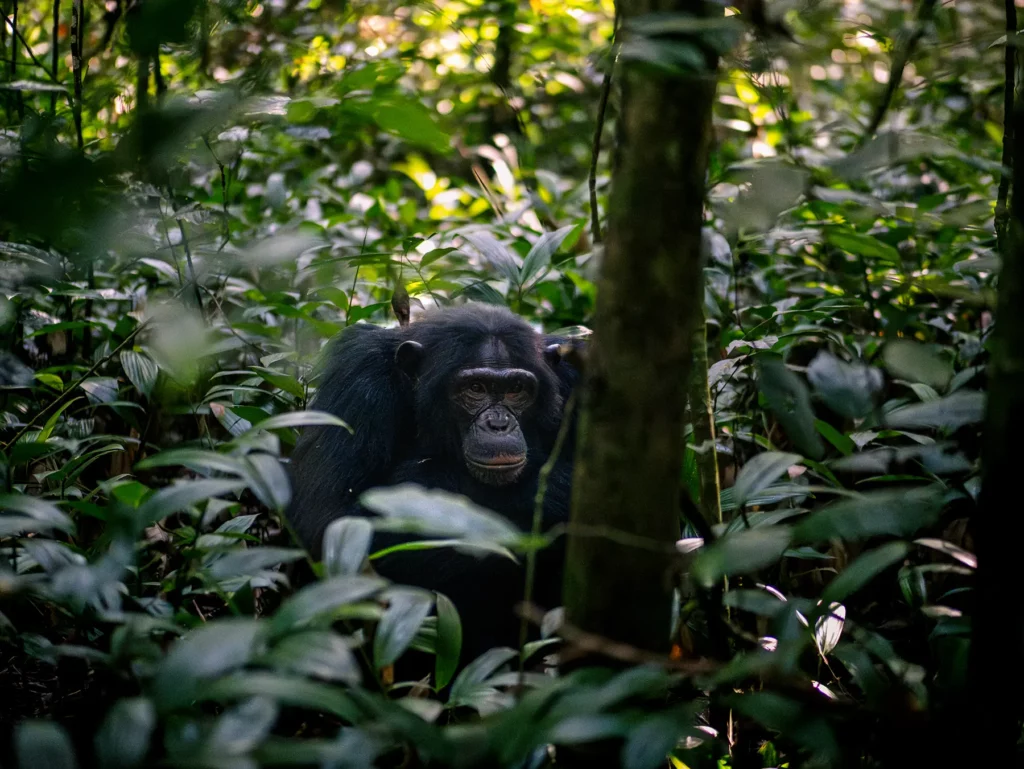 Chimpanzee in Kibale Forest National Park, Uganda