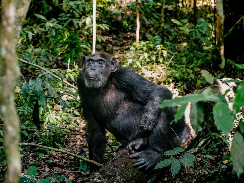 Chimpanzee in Kibale Forest National Park, Uganda