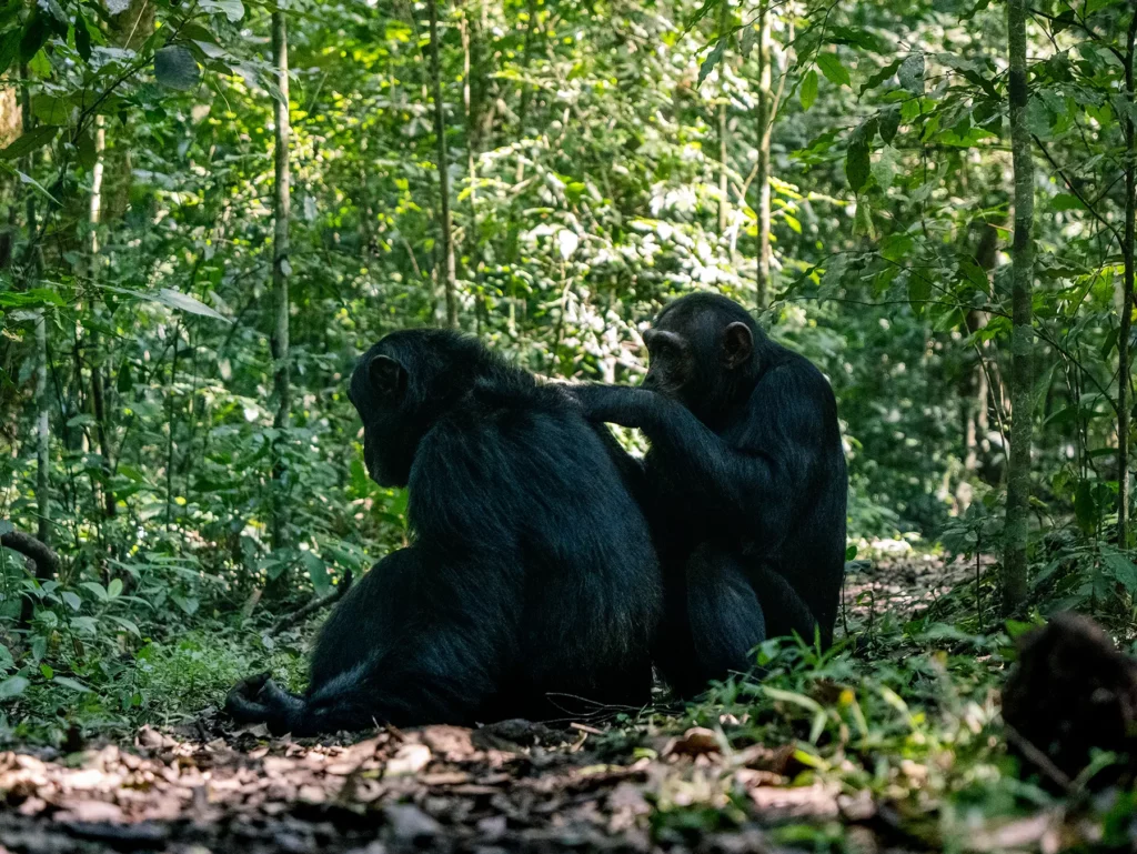 Two chimpanzees grooming each other in Kibale Forest National Park, Uganda