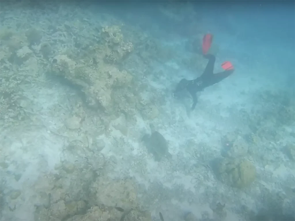 Diving to see a turtle
