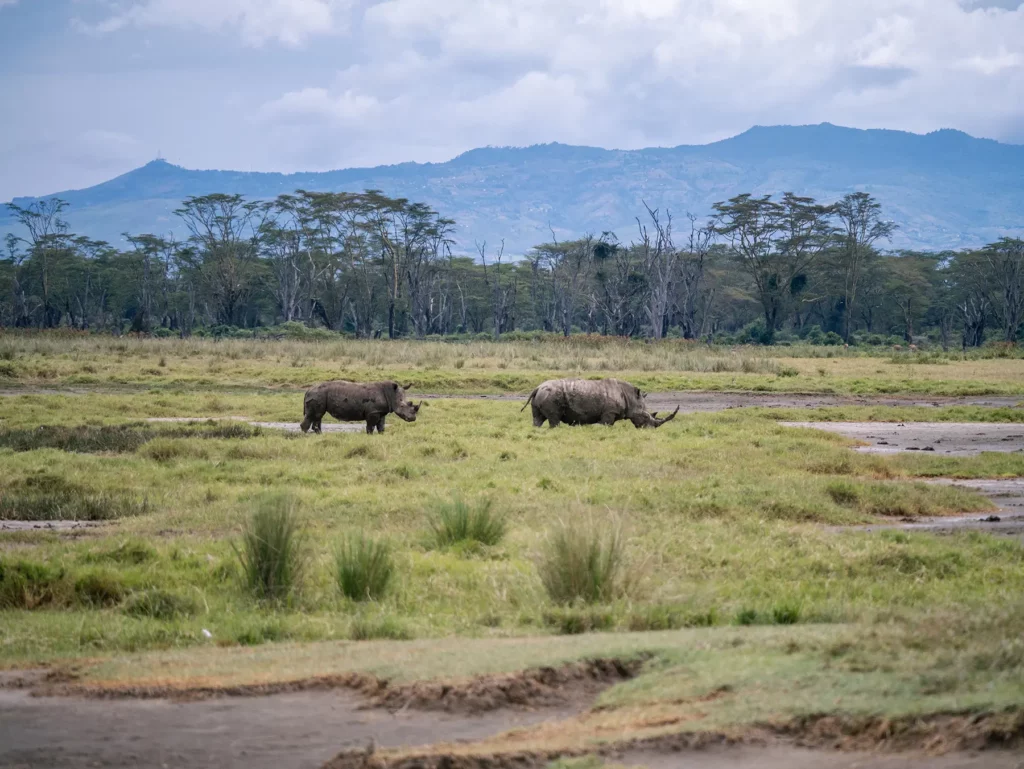 White rhinos in Lake Nakuru, Kenya