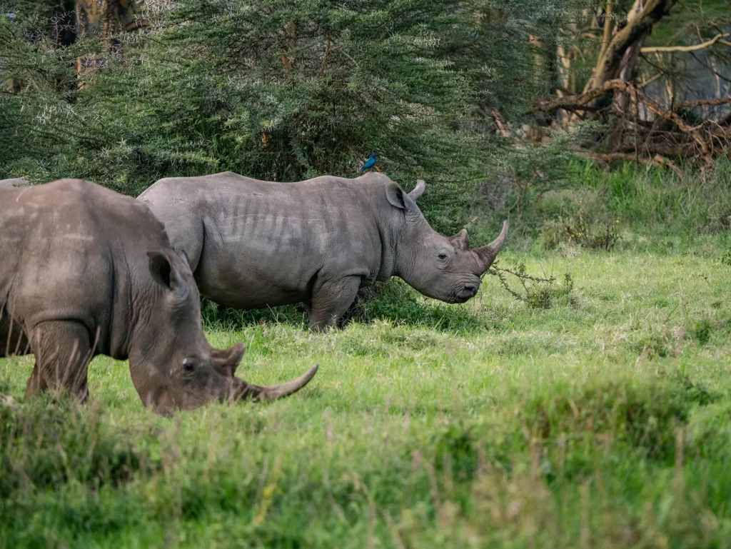 White rhinos in Lake Nakuru, Kenya.