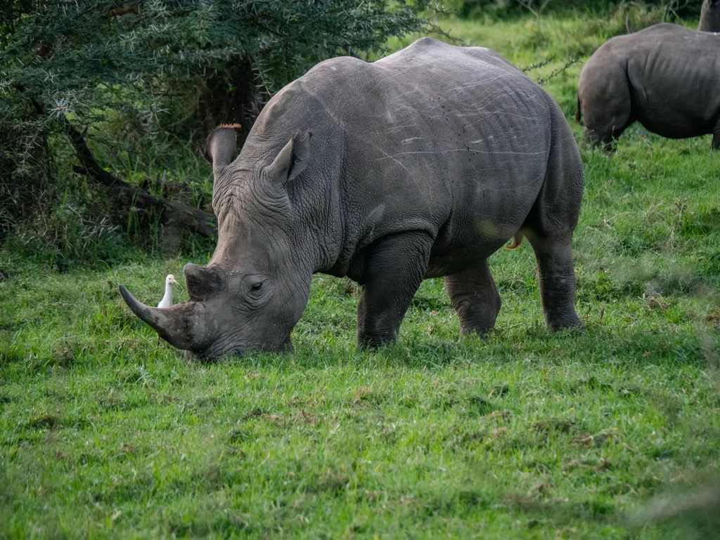 White rhino in Lake Nakuru, Kenya.