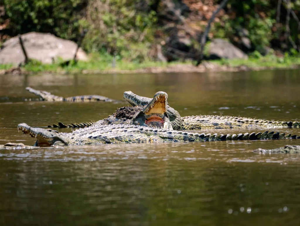 Crocodiles in the Nile River, Murchison Falls, Uganda