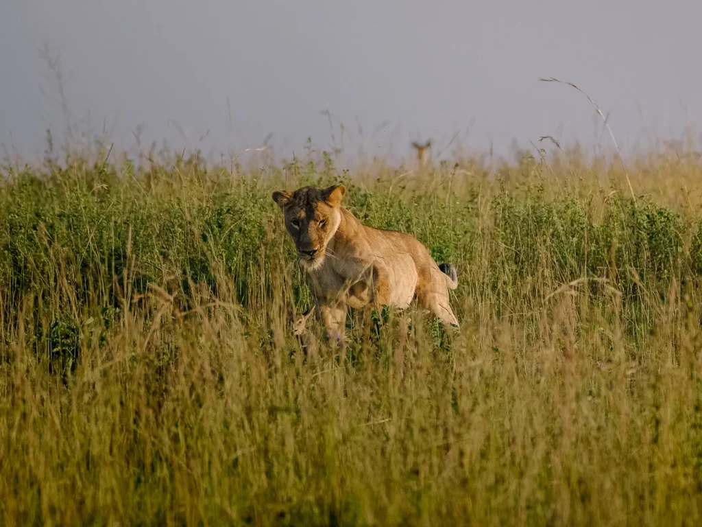 Lioness hunting in Murchison Falls, Uganda