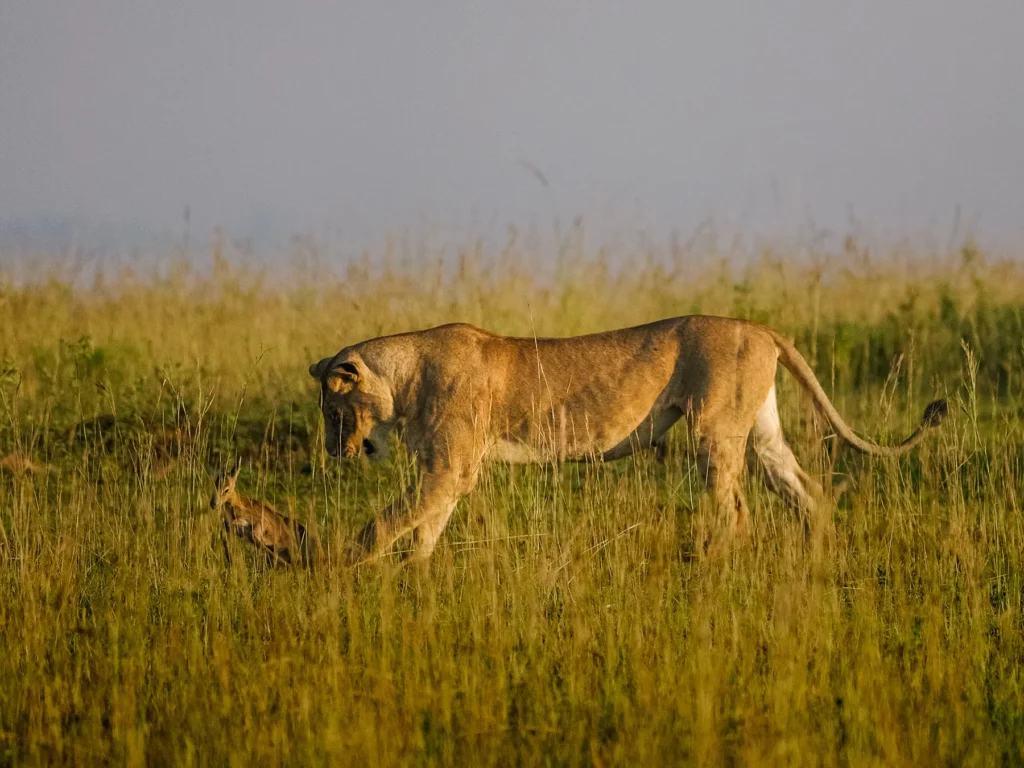 Lioness hunting prey in Murchison Falls, Uganda