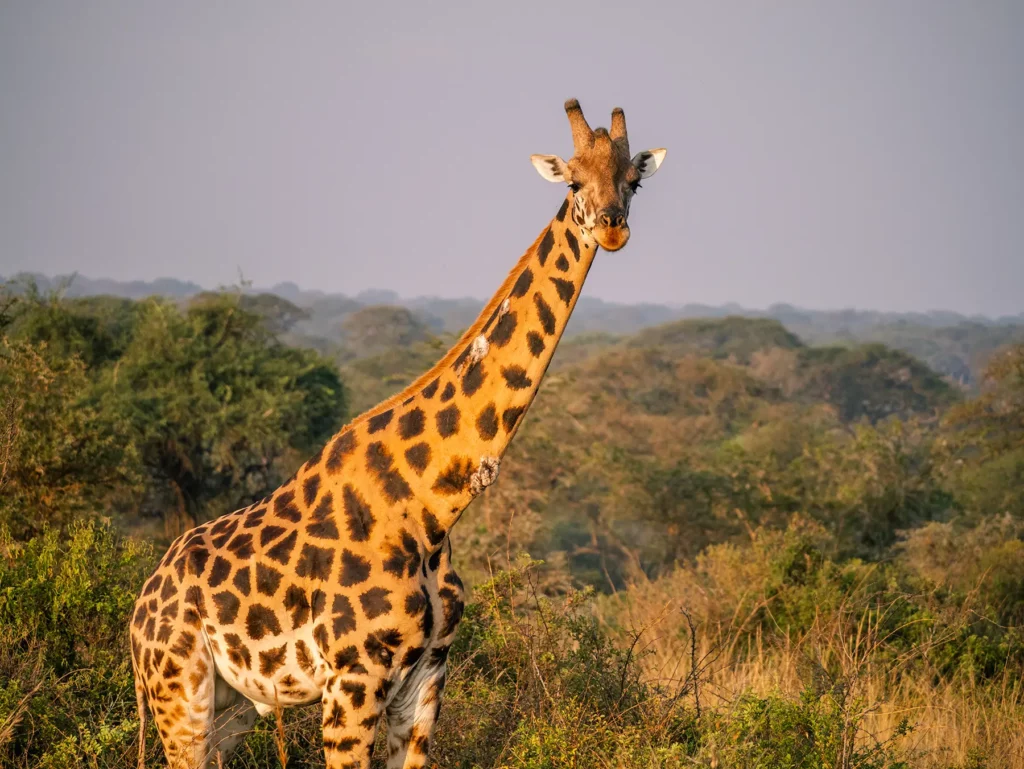 Rothschild giraffe in Murchison Falls, Uganda