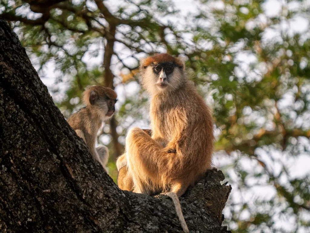 Patas monkey with baby in Murchison Falls, Uganda