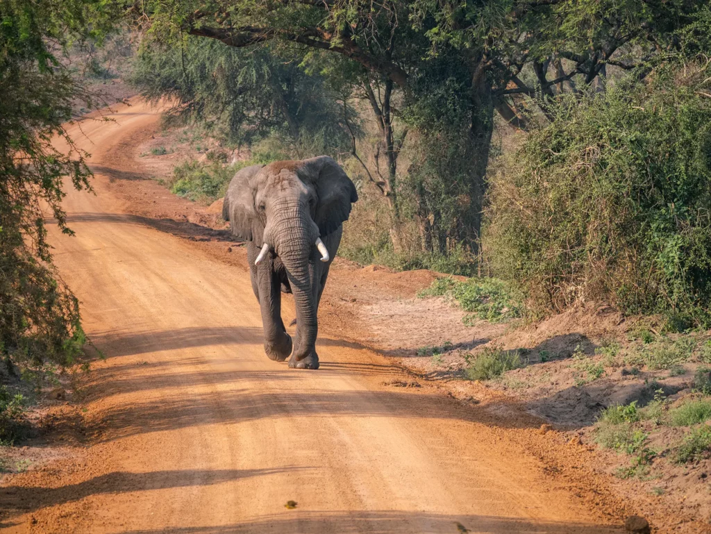 Charging bull elephant  in Murchison Falls, Uganda