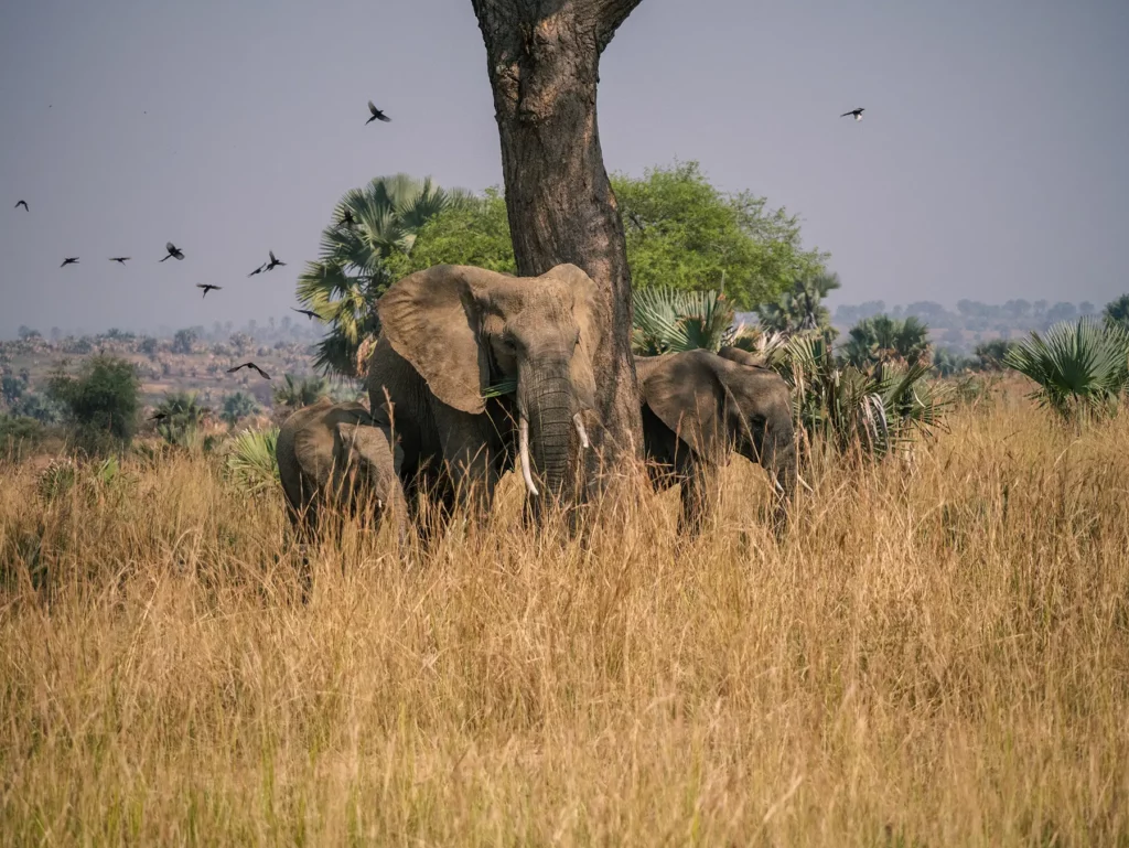 Herd of elephants in Murchison Falls, Uganda