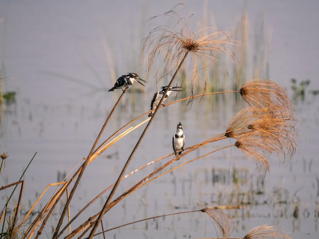 Trio of pied kingfishers in Murchison Falls, Uganda