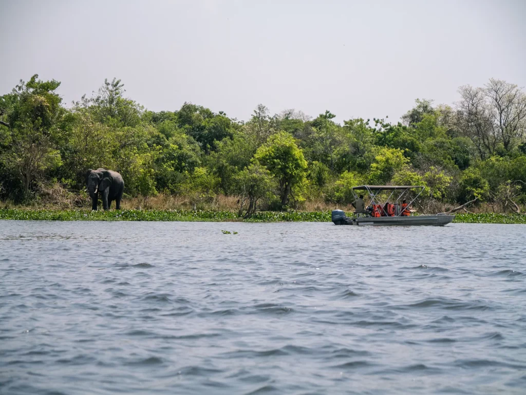 Boating safari viewing an elephant in Murchison Falls, Uganda