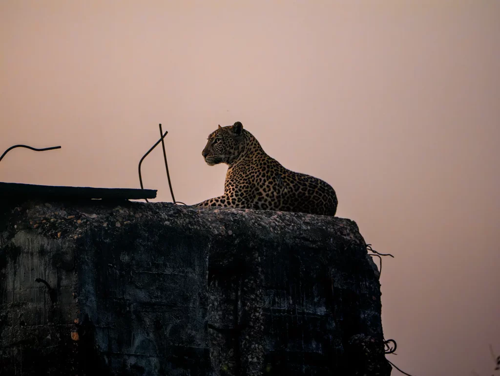 Leopard in Murchison Falls, Uganda
