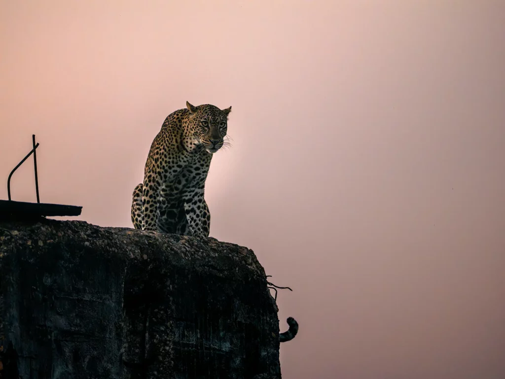 Leopard in Murchison Falls, Uganda