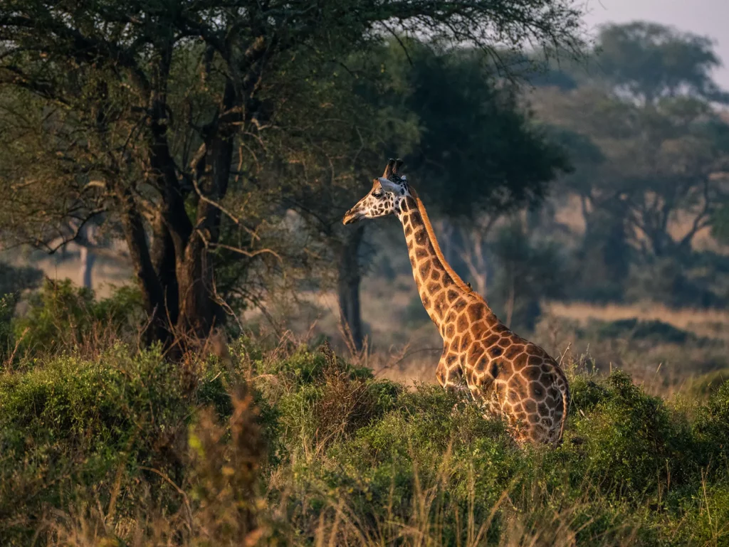 Rothschild giraffe Murchison Falls, Uganda
