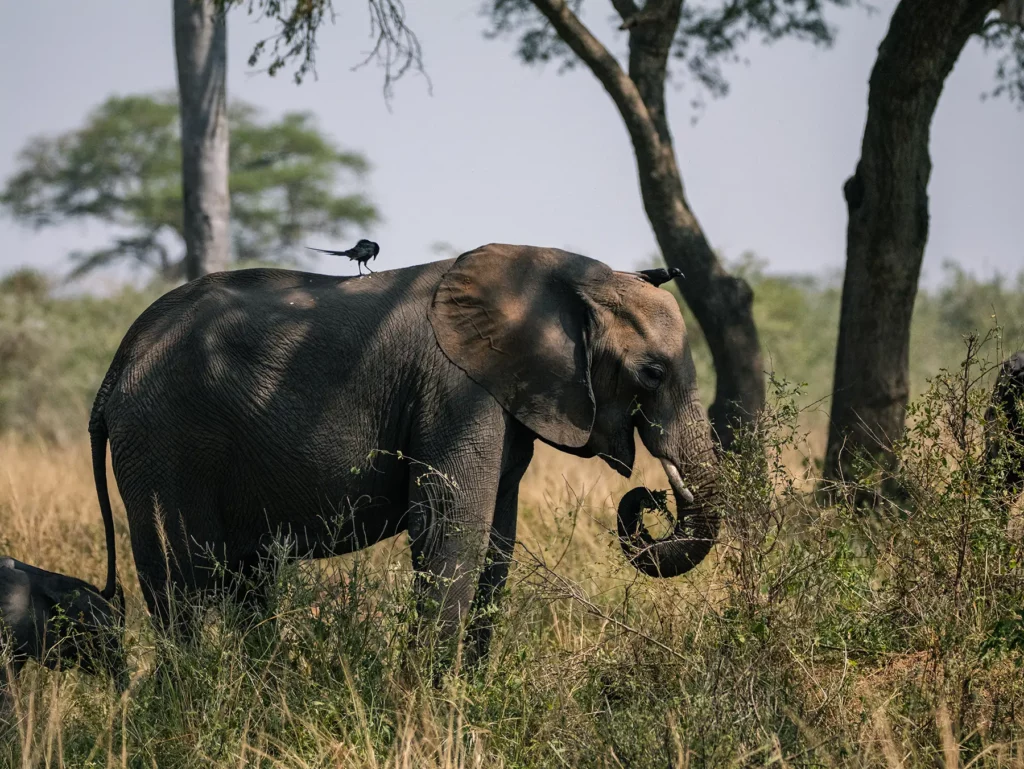 Elephant in Murchison Falls, Uganda