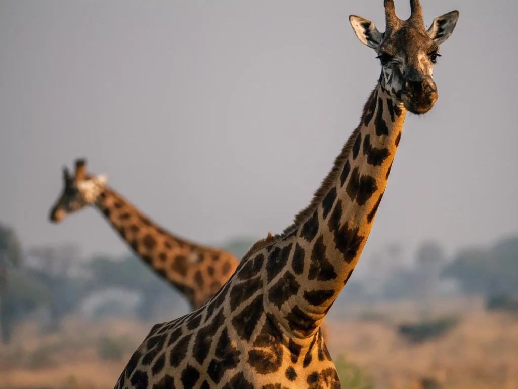 Rothschild giraffe in Murchison Falls, Uganda