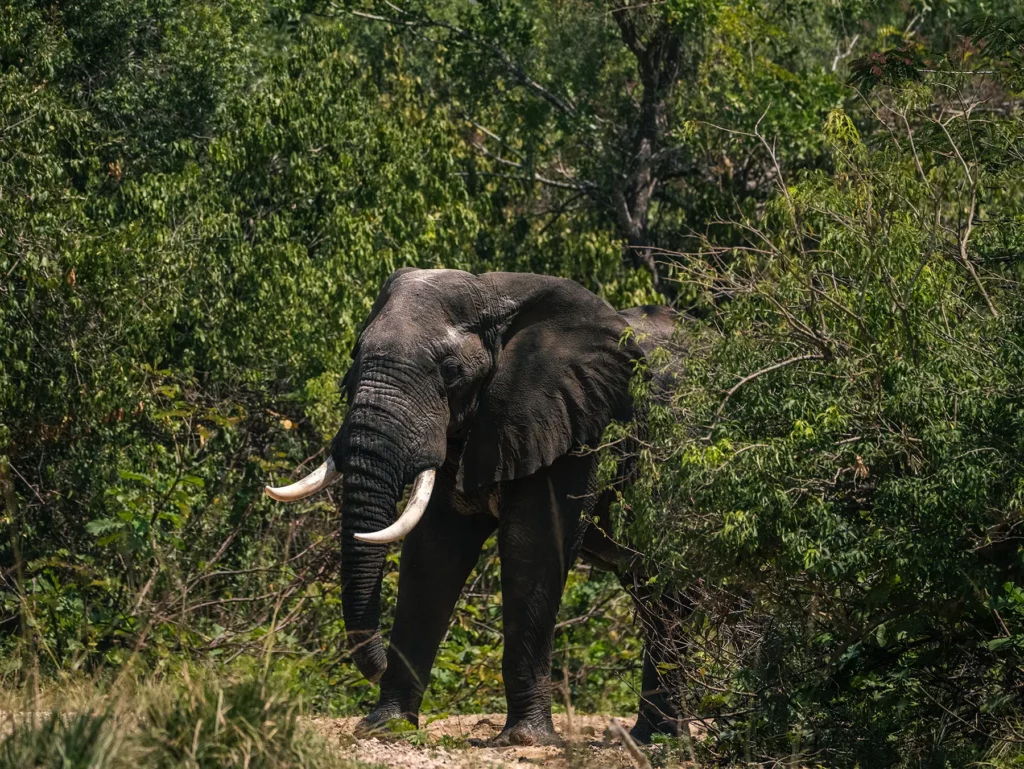 Bull elephant in Murchison Falls, near Bigodi Swamp Uganda