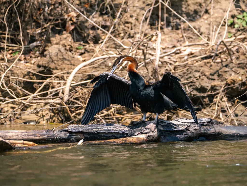 African darter Murchison Falls, near Bigodi Swamp Uganda