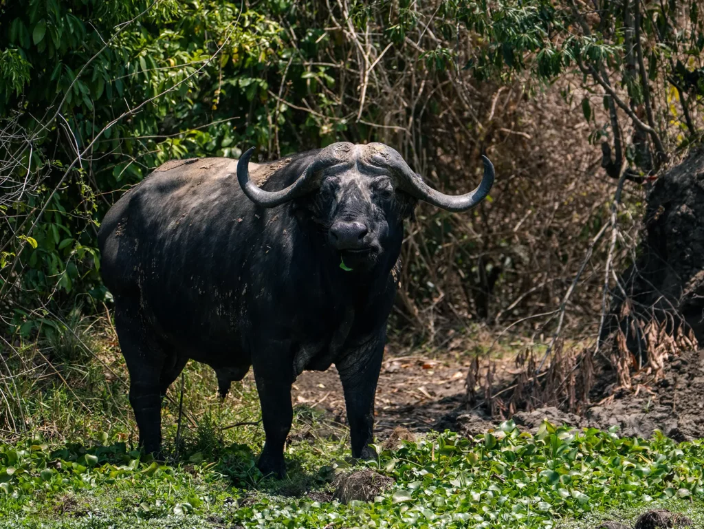 Old male buffalo on the banks of the Nile River, Murchison Falls, Uganda