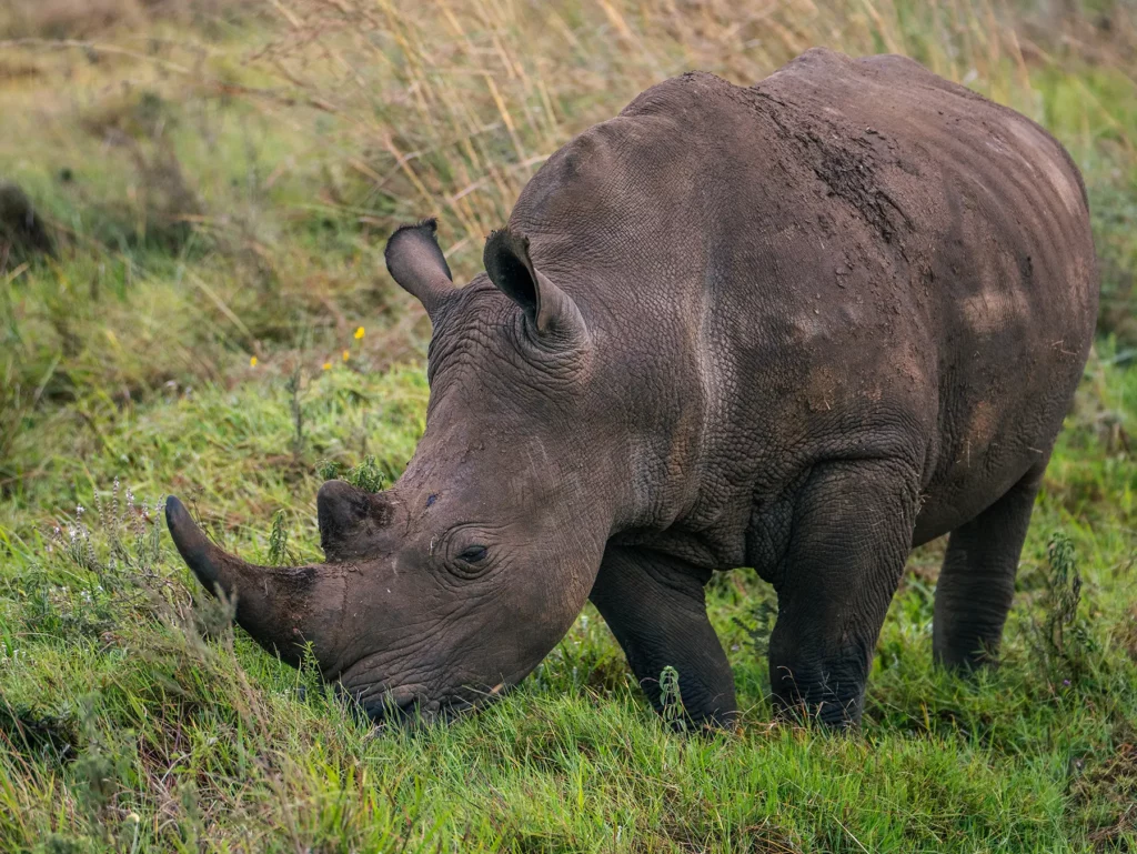 White rhino in Nairobi National Park, Kenya.